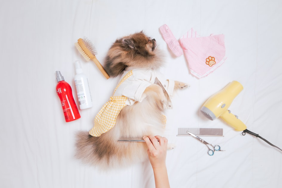 Why Choose Professional Grooming?