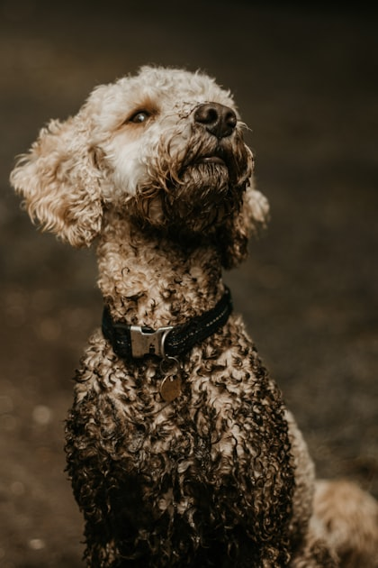 Building Trust with Your Groomer