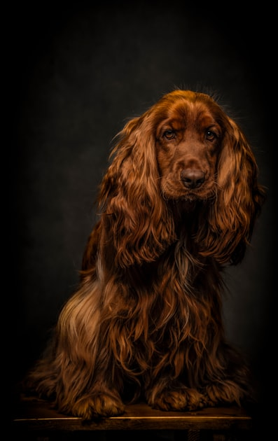 The Art of Dog Grooming